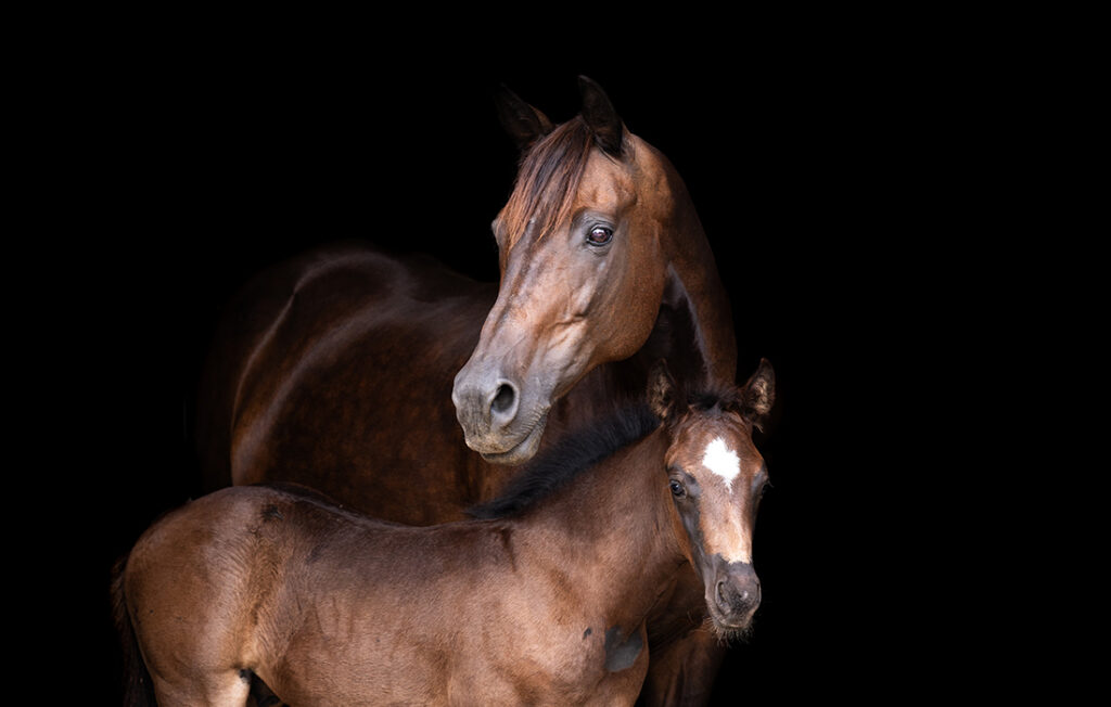 Equine-Ambulatory-Farm-Calls