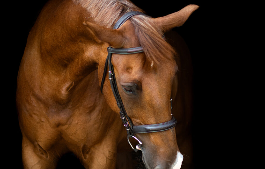 Equine-Clinic-Outpatient