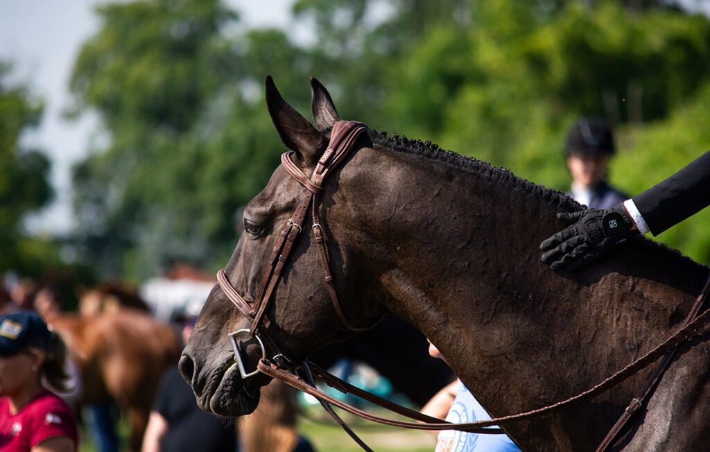 Equine-Hospital-Surgery-Maple-Crest-Vet