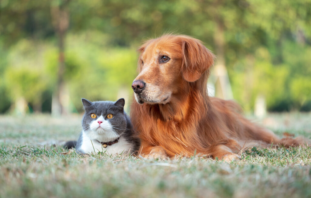 Small-Animal-Vet-Services-Maple-Crest-Vet