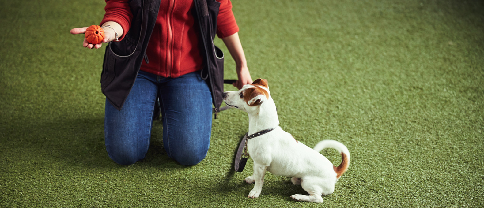 pet-day-educationo-header